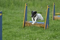 /album/flyball/dsc0031-jpg/