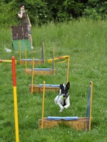 /album/flyball/dsc0086-orez-jpg/